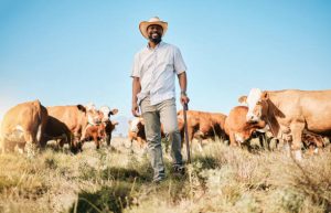 ”Complete Guide to Cattle Rearing” From Calf to Maturity (Beginner to ...