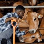 ”Complete Guide to Cattle Rearing” From Calf to Maturity (Beginner to Expert)
