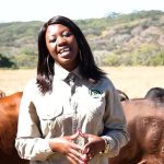 ”How Artificial Insemination” and (Heat-Resistant Breeds Can Boost Cattle Productivity)