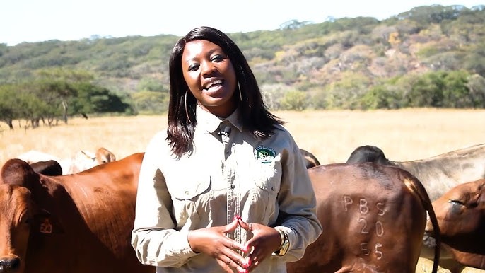 ”How Artificial Insemination” and (Heat-Resistant Breeds Can Boost Cattle Productivity)