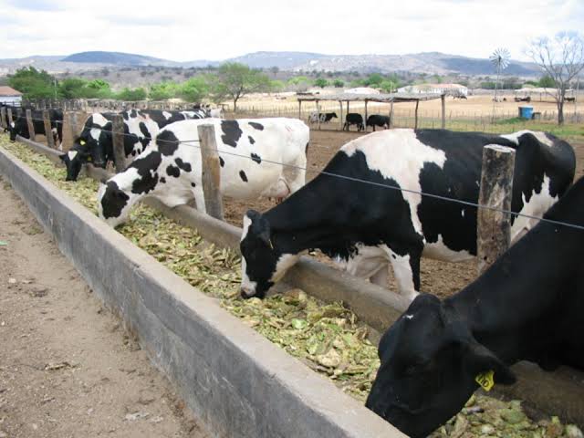 “Top Alternative Cattle Feeds in Nigeria: Hydroponic Fodder, Silage & Local Feed Options”