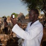 ”Preventing Cattle Diseases in Nigeria: The Importance of Vaccination, Biosecurity, and Veterinary Care”