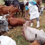 ”How Nigerian Cattle Farmers Can Access Finance, Livestock Insurance, and Government Grants for Sustainable Growth”