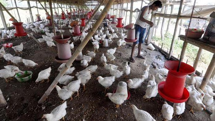 ”Starting a Poultry Farm as a Beginner: Everything You Need to Be Successful”