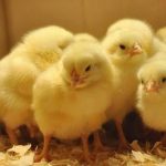 ”Essential Drugs and Feed for Day-Old Chicks to Keep Them Healthy and Growing Fast”