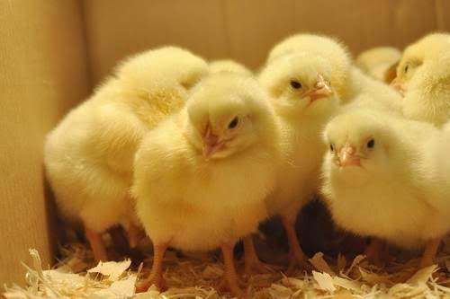 ”Essential Drugs and Feed for Day-Old Chicks to Keep Them Healthy and Growing Fast”