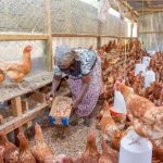 ”When to Switch from Starter to Grower Feed as a Poultry Farmer”