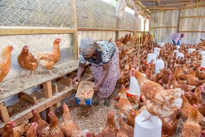 ”When to Switch from Starter to Grower Feed as a Poultry Farmer”