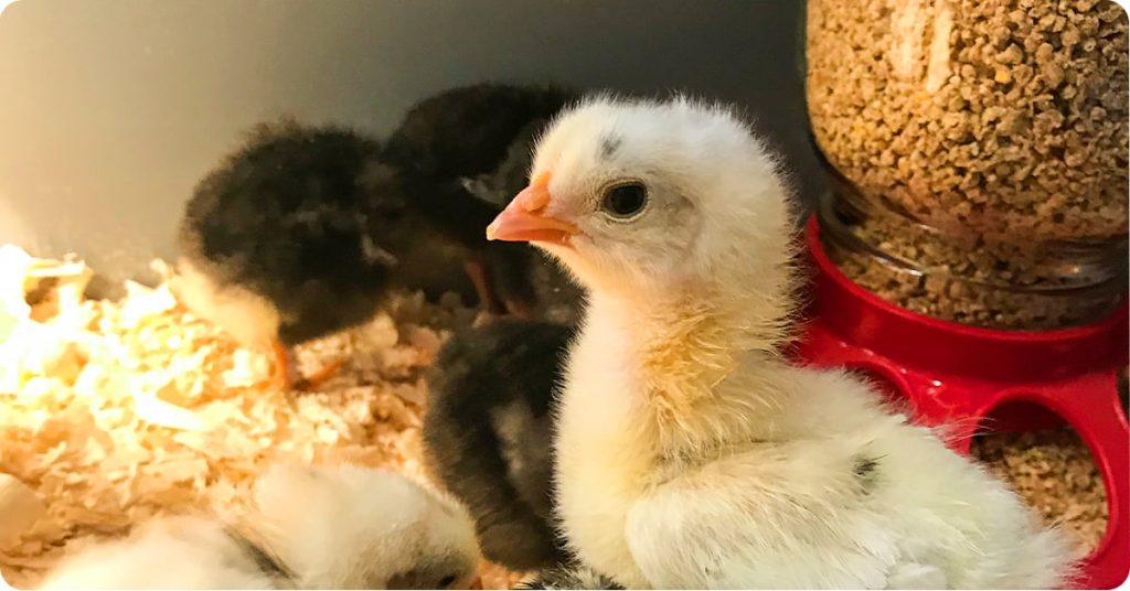 ”How to Make Day-Old Chicks Grow Fast: Complete Guide for Poultry Farmers”