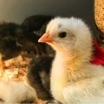 ”How to Make Day-Old Chicks Grow Fast: Complete Guide for Poultry Farmers”