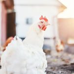 ”Best Time to Feed Your Broilers for Fast Growth – A Complete Poultry Farmer’s Guide”