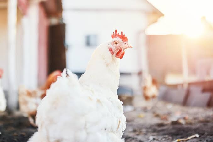 ”Best Time to Feed Your Broilers for Fast Growth – A Complete Poultry Farmer’s Guide”