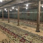 ”Preparing Housing and Brooding Setup for Chicks: A Complete Guide for Poultry Farmers”