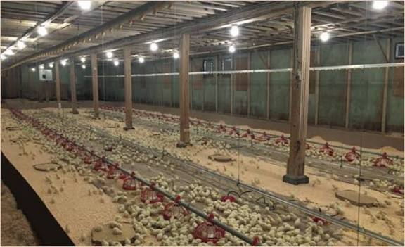 ”Preparing Housing and Brooding Setup for Chicks: A Complete Guide for Poultry Farmers”