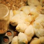 ”Day-to-Day Chick Management Guide for Poultry Farmers (Complete Care Tips for Healthy Growth)”