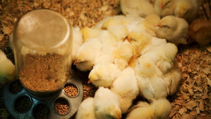”Day-to-Day Chick Management Guide for Poultry Farmers (Complete Care Tips for Healthy Growth)”