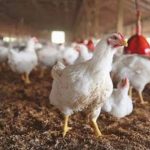 ”Best Feed for Broilers in Nigeria: Complete Guide for Fast Growth and Healthy Birds”