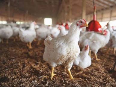 ”Best Feed for Broilers in Nigeria: Complete Guide for Fast Growth and Healthy Birds”
