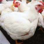 ”How to Make a Homemade Broiler Booster for Fast Growth and Healthy Chickens”
