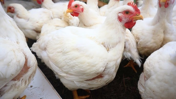 ”How to Make a Homemade Broiler Booster for Fast Growth and Healthy Chickens”