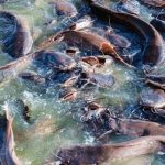 ”How to Start Catfish Farming in Nigeria: Complete Guide for Beginners (2025 Update)”