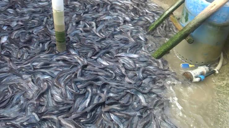 ”How to Stop Feeding Your Catfish at the Early Stage: A Complete Guide for Beginner”