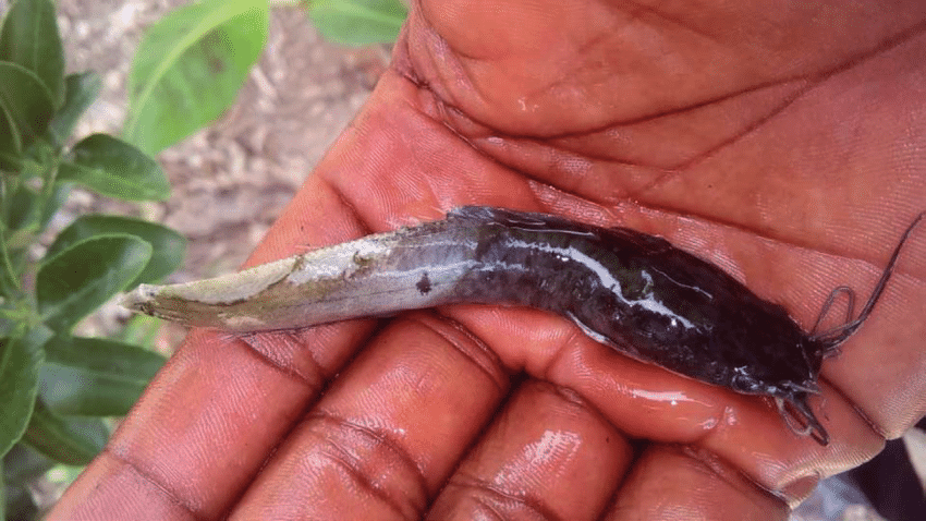 ”Feed for Fingerling Catfish: What Every Fish Farmer Needs to Know”