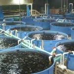 ”Best Foods That Make Catfish Grow Faster and Bigger in Nigeria”