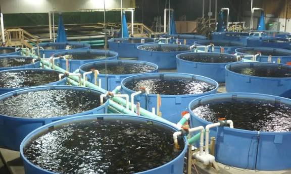 ”Best Foods That Make Catfish Grow Faster and Bigger in Nigeria”