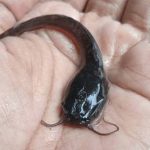 ”How to Feed Baby Catfish for the First Time: A Complete Guide for New Farmers”