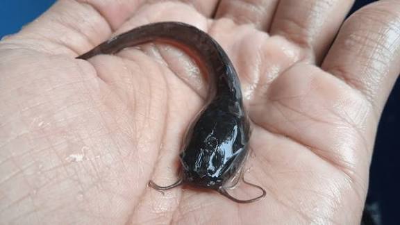 ”How to Feed Baby Catfish for the First Time: A Complete Guide for New Farmers”