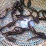 ”How to Hatch Your Catfish as a Catfish Farmer in Nigeria”