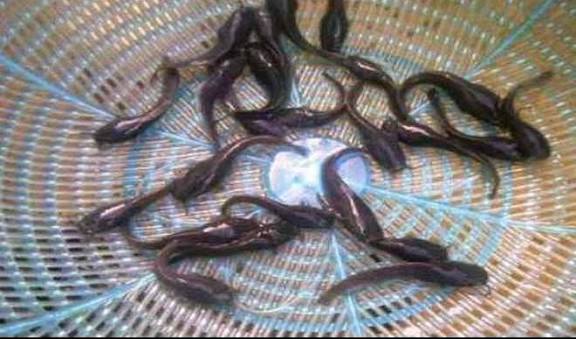 ”How to Hatch Your Catfish as a Catfish Farmer in Nigeria”