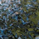 ”Catfish Hatching Process: A Step-by-Step Guide for Fish Farmers”