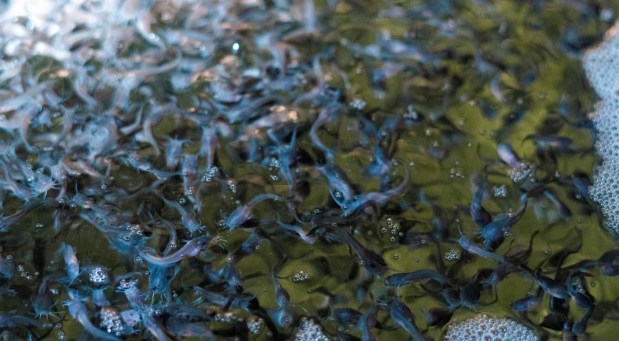 ”Catfish Hatching Process: A Step-by-Step Guide for Fish Farmers”