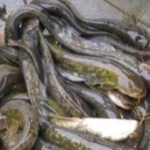 ”Catfish Breeding Guide: Step-by-Step Process for Fish Farmers (2025 Updated)”