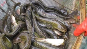 ”Catfish Breeding Guide: Step-by-Step Process for Fish Farmers (2025 Updated)”