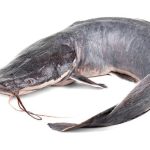 ”How to Start a Catfish Hatchery Business in Nigeria (Complete Guide for Farmers)”
