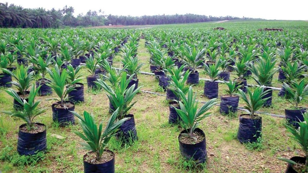 ”How to Start Palm Tree Plantation in Nigeria (Complete Farmer’s Guide)”