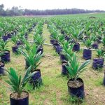 ”How to Start Palm Tree Plantation in Nigeria (Complete Farmer’s Guide)”