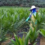 ”Oil Palm Plantation Guide: How to Start a Profitable Palm Tree Farm in Nigeria”