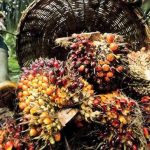 ”Successful Palm Oil Seedling Cultivation: A Complete Guide for Nigerian Farmers (2025 Update)”
