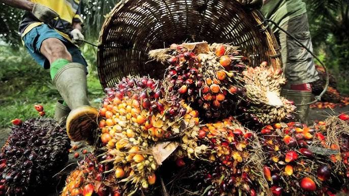 ”Successful Palm Oil Seedling Cultivation: A Complete Guide for Nigerian Farmers (2025 Update)”