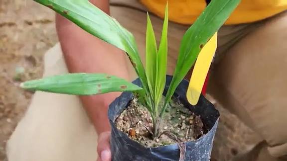 ”Palm Tree Nursery Management: A Complete Guide for Farmers”