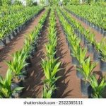 ”Hybrid Oil Palm Seedlings: Everything Farmers Need to Know for Successful Cultivation”