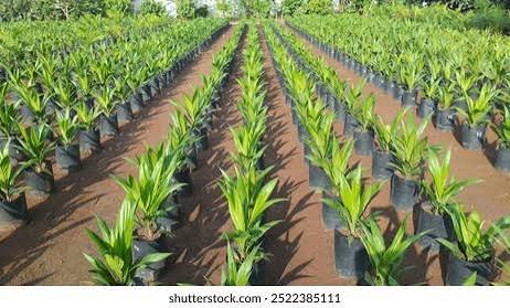 ”Hybrid Oil Palm Seedlings: Everything Farmers Need to Know for Successful Cultivation”