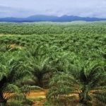 ”How to Plant Oil Palm: A Complete Guide for Farmers”