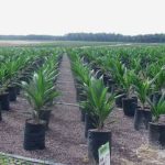 ”Oil Palm Spacing and Yield: Complete Guide for New Farmers”
