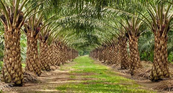 ”Oil Palm Yield Per Hectare: A Complete Guide”