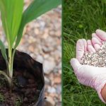 ”Fertilizer Application for Palm Oil Plantation”